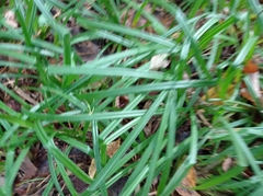 Carex sylvatica