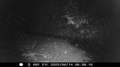Philander opossum