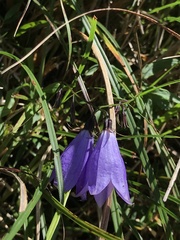 Adenophora morrisonensis