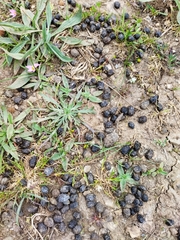 Oryctolagus cuniculus