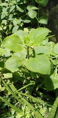 Coleus amboinicus
