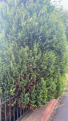 Platycladus orientalis