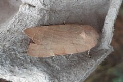 Noctua tirrenica
