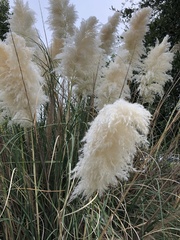 Cortaderia selloana