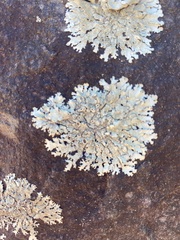 Flavoparmelia baltimorensis