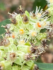 Piparea dentata