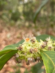 Piparea dentata