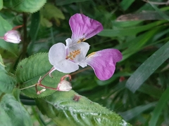 Impatiens balfourii