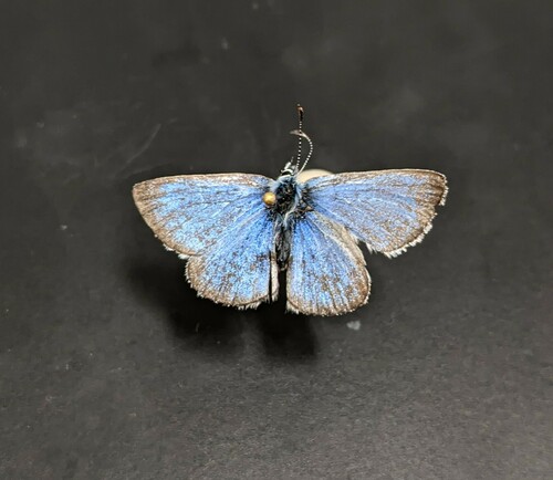 iNaturalist observation photo of Typical Blues