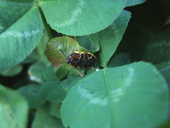 Calligrapha polyspila
