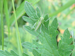 Tettigonia