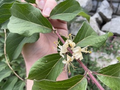 Lonicera tatarica
