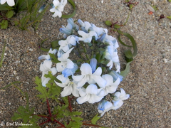 Zephyra compacta