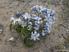 Zephyra compacta