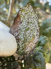 Aleuroplatus coronata