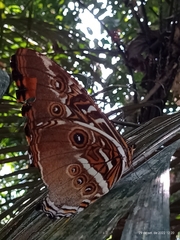 Morpho hecuba