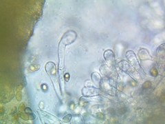Inosperma adaequatum