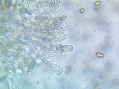Inosperma adaequatum