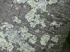 Flavoparmelia caperata