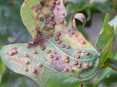 Neuroterus numismalis