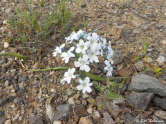 Zephyra compacta