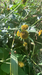 Helenium puberulum