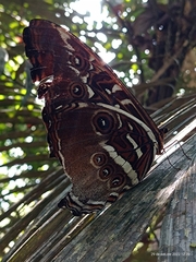 Morpho hecuba