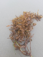 Sargassum