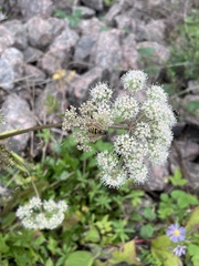 Vespinae