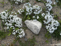 Zephyra compacta
