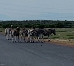 Equus quagga