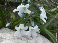 Zephyra compacta