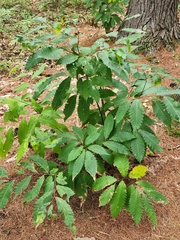 Castanea dentata