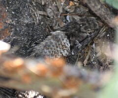 Sceloporus bimaculosus