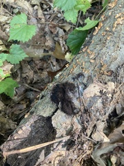 Stemonitis