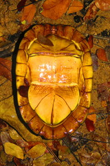 Kinosternon leucostomum