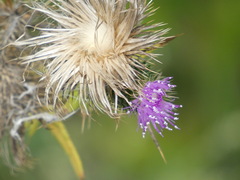 Cirsium discolor