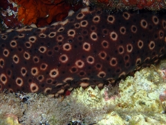 Holothuria sanctori