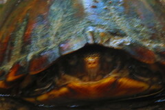 Kinosternon leucostomum