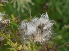 Cirsium discolor
