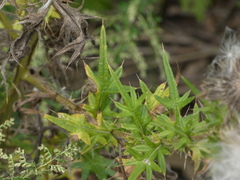 Cirsium discolor