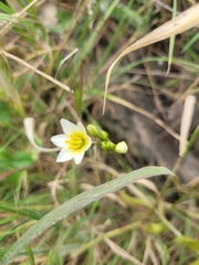 Nothoscordum