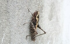 Xyleus discoideus angulatus