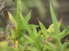 Cirsium discolor