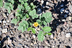 Kallstroemia parviflora