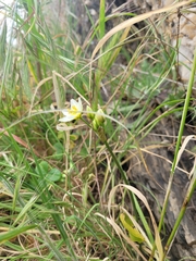 Nothoscordum