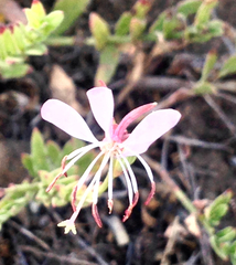 Oenothera sinuosa