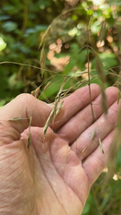 Bromus ciliatus