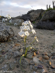 Zephyra elegans