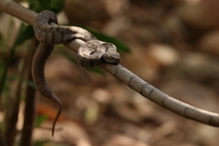 Macrovipera lebetinus schweizeri